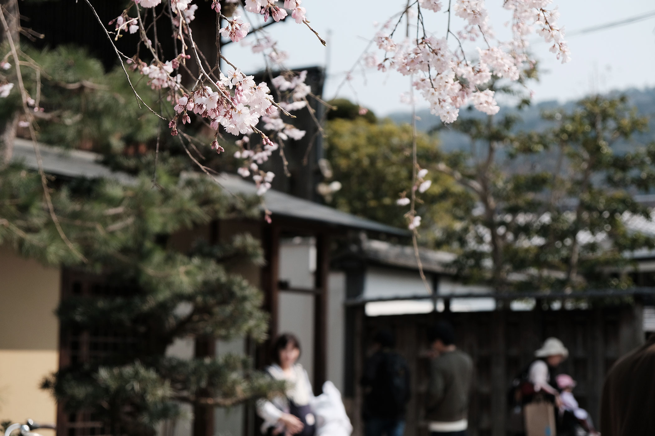 待望の初出店！ブルーボトルコーヒーの関西第一号は京都の南禅寺に ブルーボトルコーヒー 京都カフェ (BLUE BOTTLE COFFEE KYOTO) 桜